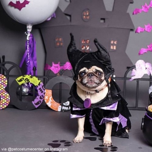 Dog Cat Pet Costume Halloween 2020