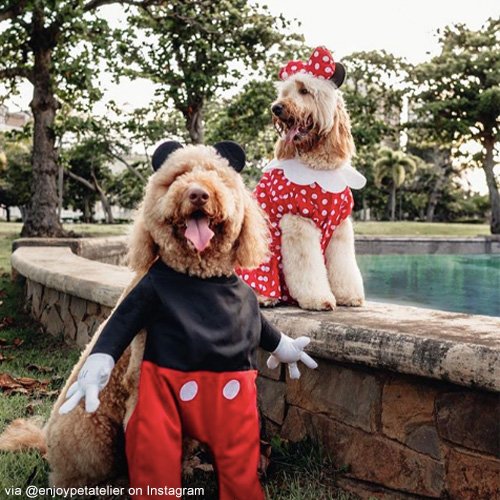 Dog Cat Pet Costume Halloween 2020